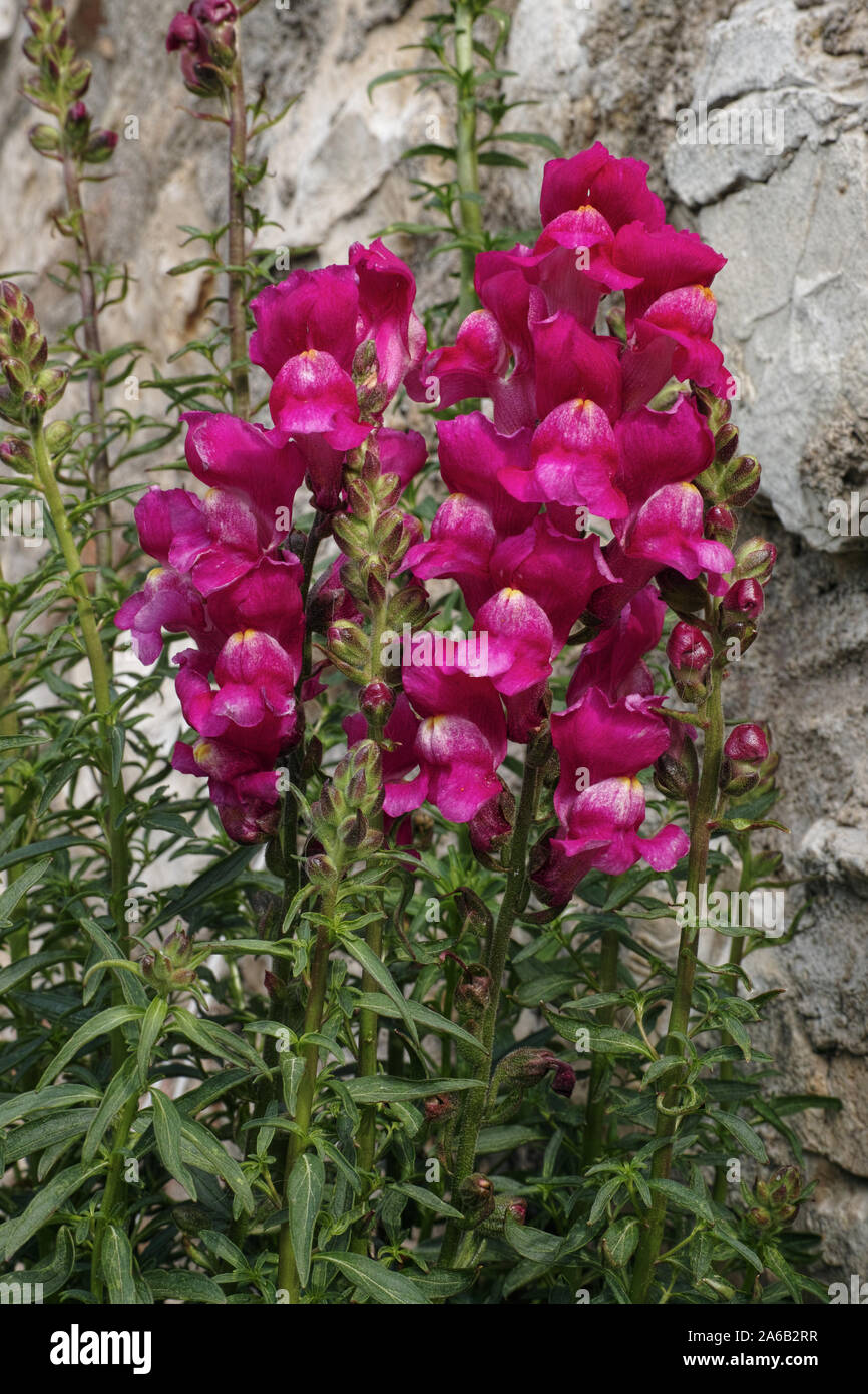 flowering plant of common snapdragon Stock Photo