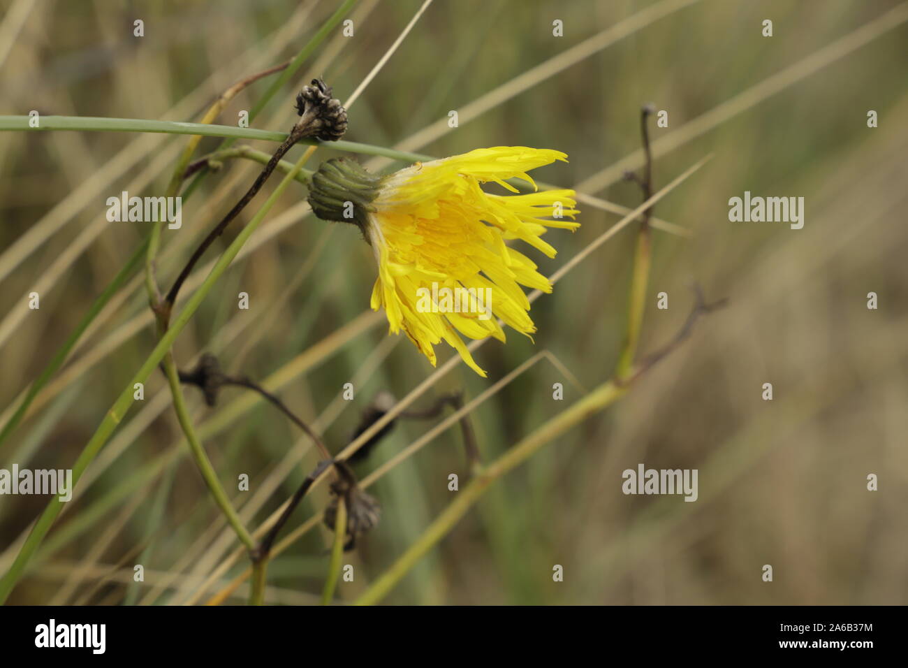 Common cats ear dandelion like flower hires stock photography and