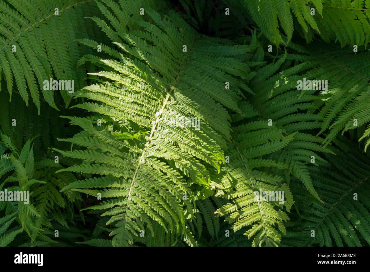A fern plant in the forest illuminated with sun rays. Stock Photo