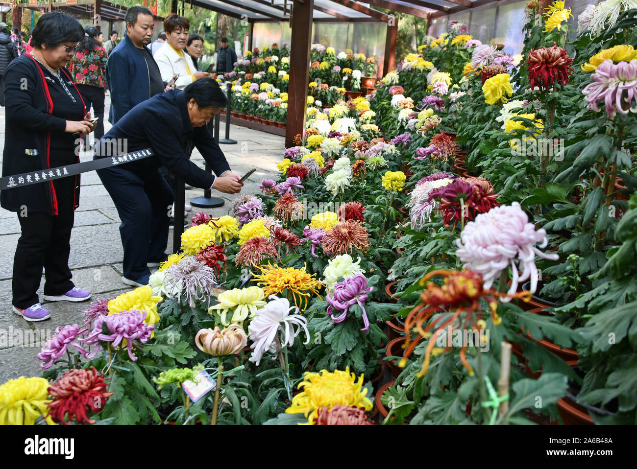 Jinan, China. 25th Oct, 2019. People enjoy chrysanthemums during a chrysanthemum exhibition held