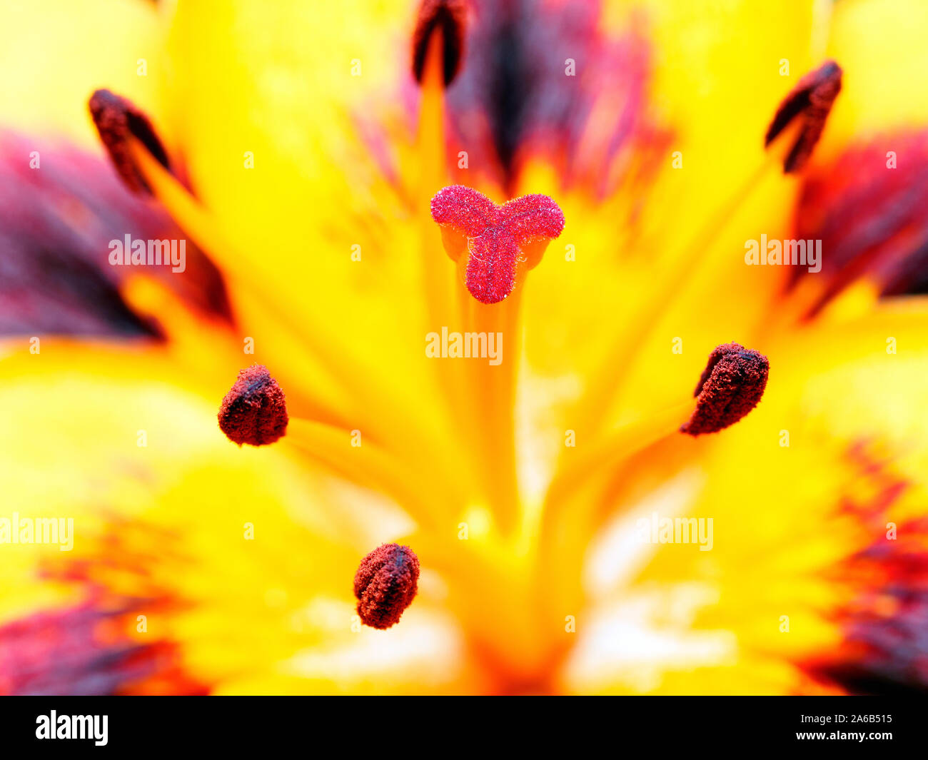 Lilium bulbiferum Stock Photo