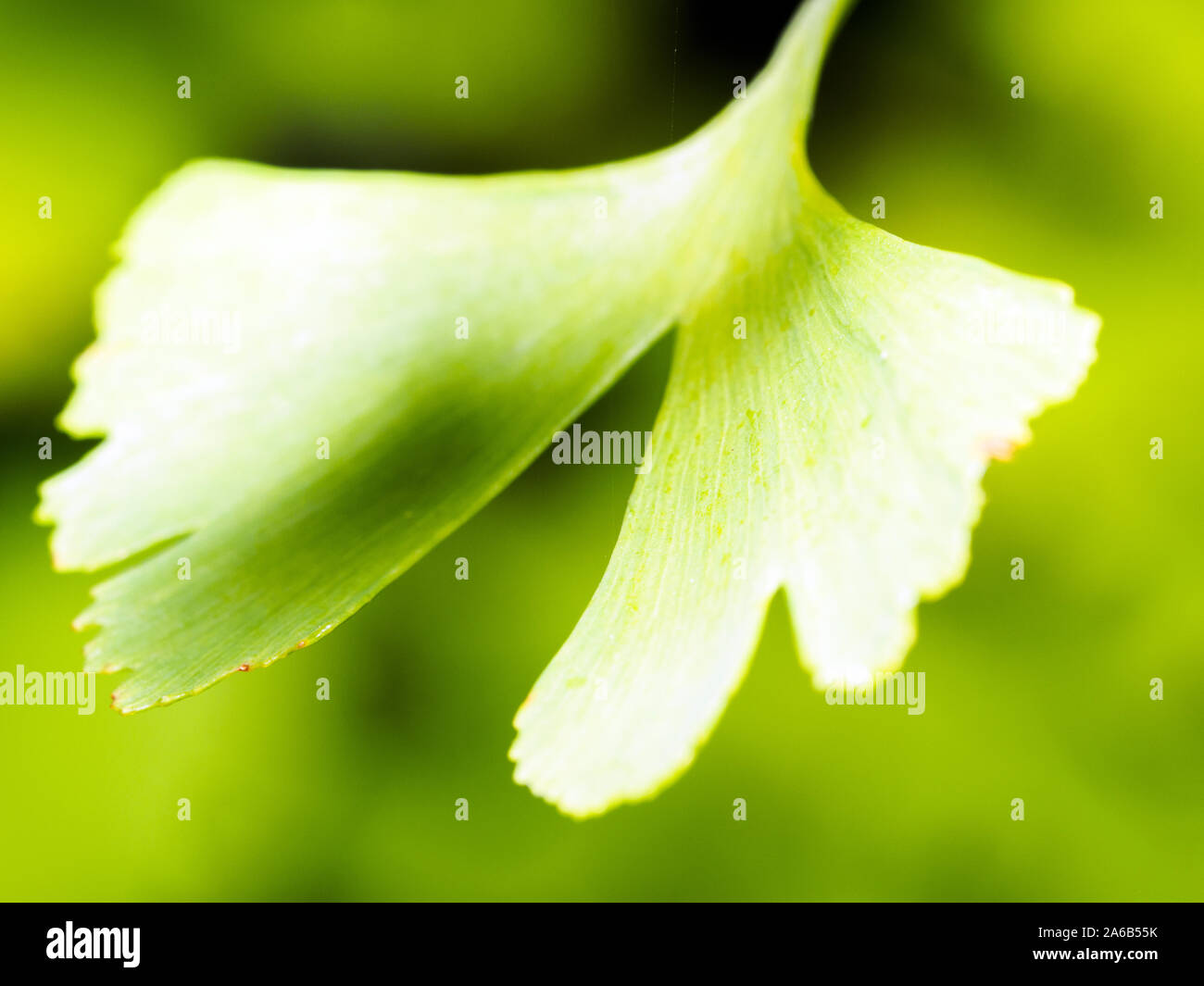 Ginkgo biloba leaf Stock Photo