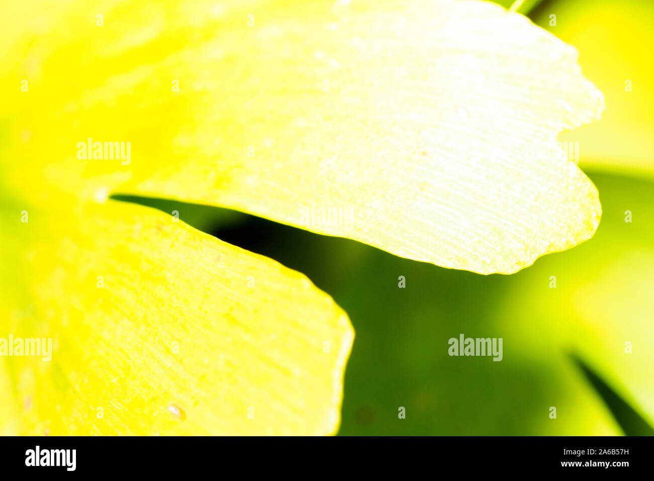 Ginkgo biloba leaf Stock Photo