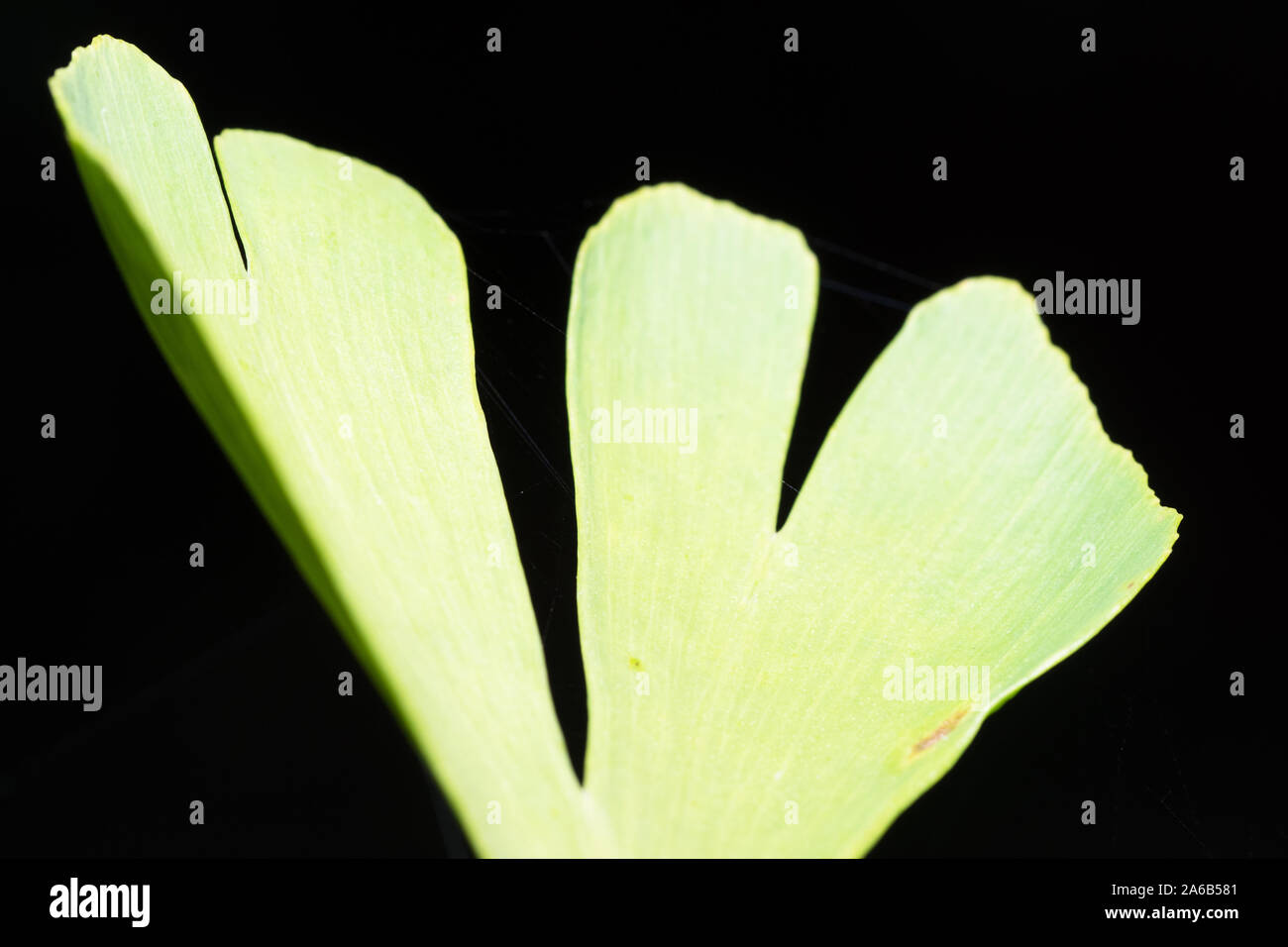 Ginkgo biloba leaf Stock Photo