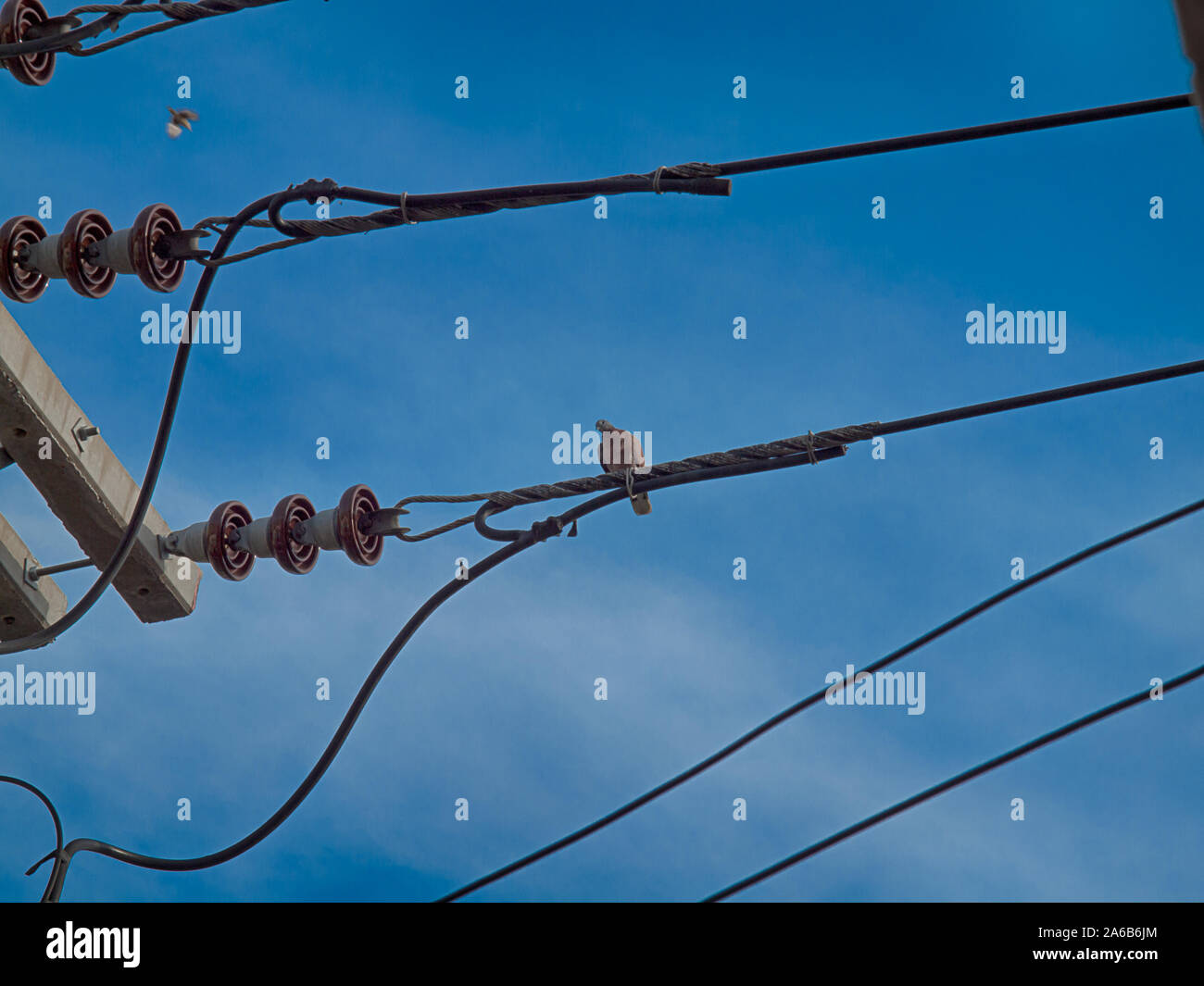 bird on electric cable wire on a clear day Stock Photo Alamy