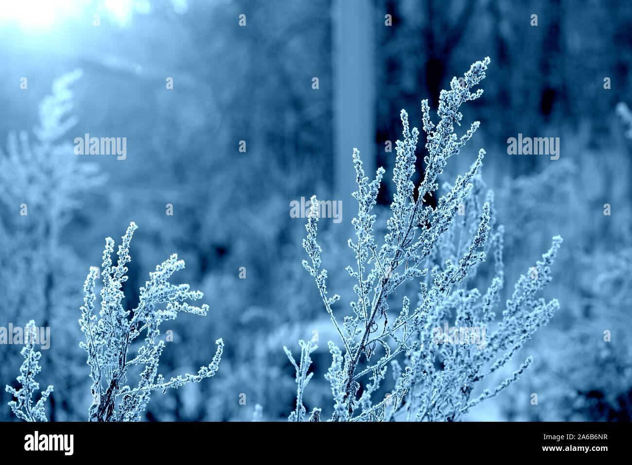 Dry grass under the snow in the winter forest close up. Natural background  blue color toned Stock Photo - Alamy