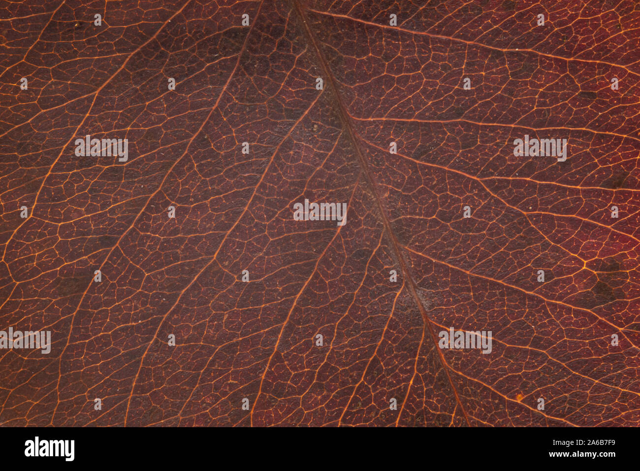 Autumn leaves structure, brown nature background. Leaf vein pattern ...