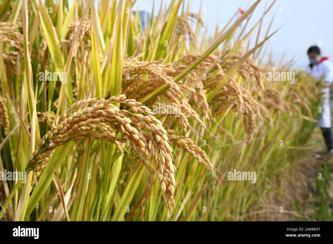 Qingdao, China's Shandong Province. 25th Oct, 2019. Researchers collect rice crop at the demo site of Qingdao Saline-Alkali Tolerant Rice R&D Center in White Clay Park in Qingdao, east China's Shandong Province, Oct. 25, 2019. The saline soil R&D center, based in east China's Qingdao, began field testing in Xinjiang, Heilongjiang, Shandong, Zhejiang and Shaanxi in May 2018, in a bid to screen the best variety for countrywide promotion. Credit: Li Ziheng/Xinhua/Alamy Live News Stock Photo