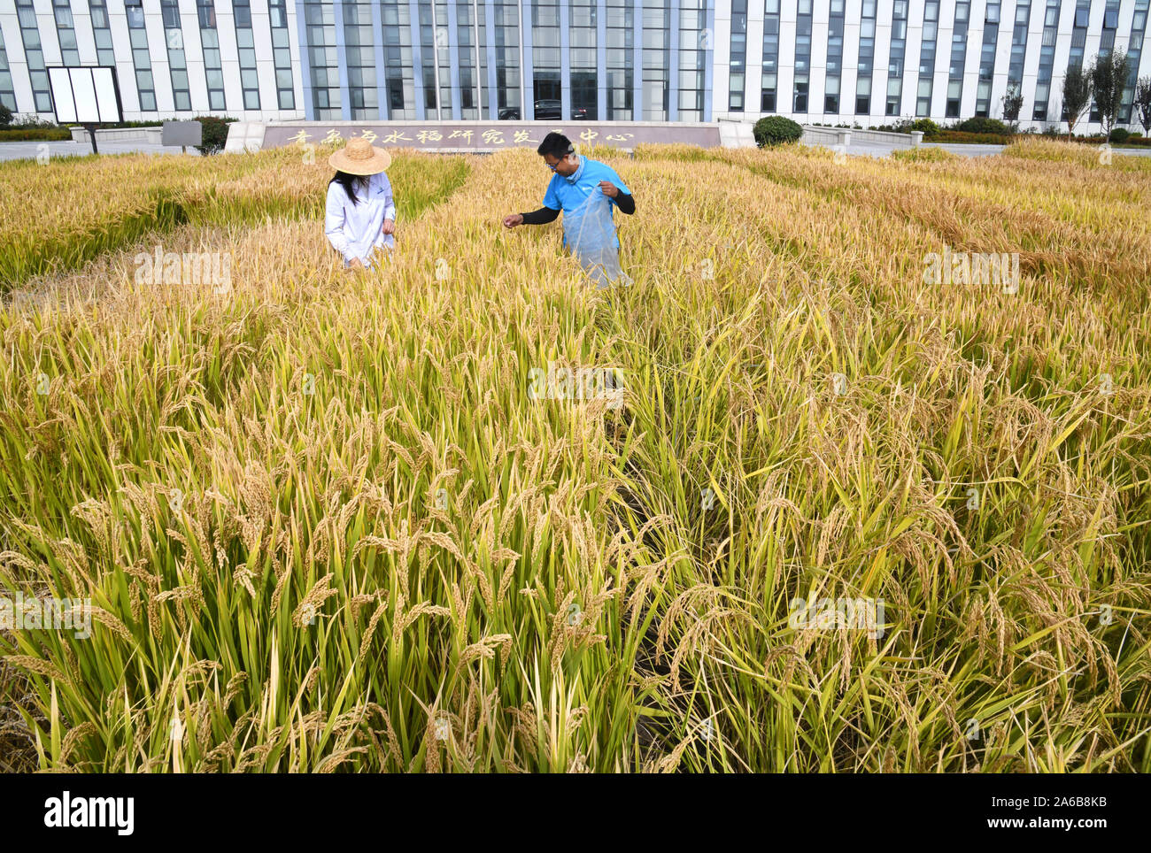 White alkali soil hires stock photography and images Alamy