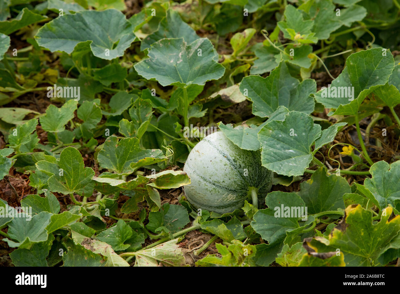 Melon growing hires stock photography and images Alamy