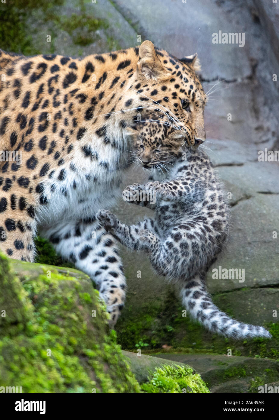 『 Yellow Leopard fam 』by Zuberi 60*60cm Amazon.com: Animal World Yellow Cheetah Print All Over