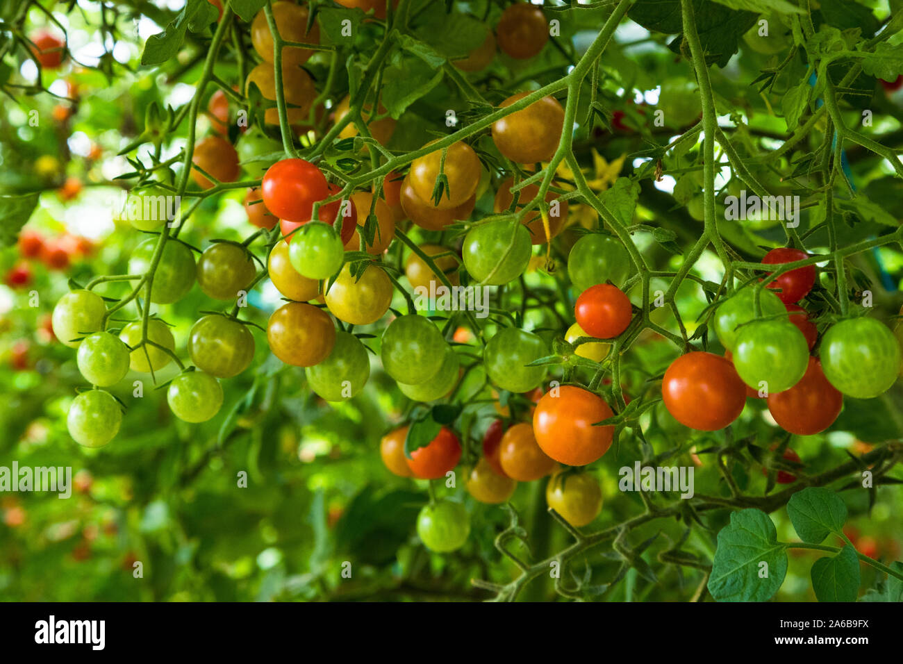 Heirloom tomato growing on vine hi-res stock photography and images - Alamy
