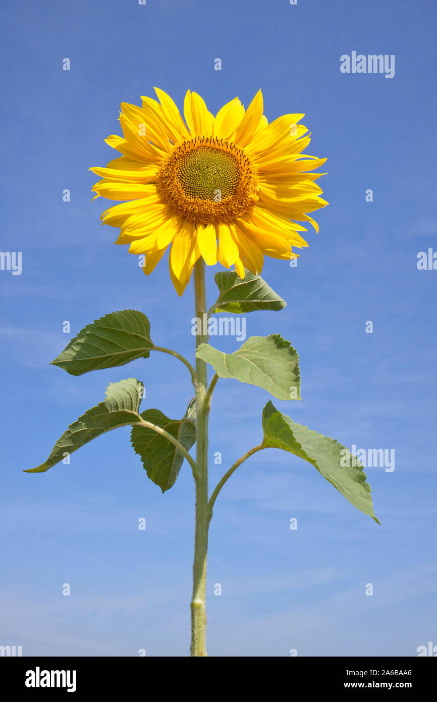 Sonnenblume | sunflower | [© Siegfried Kuttig, Ringstrasse 3, 21339 Lueneburg, Tel.: +49-4131-73106-1; www.kuttig-fotos.com, webmaster@kuttig-fotos.co Stock Photo