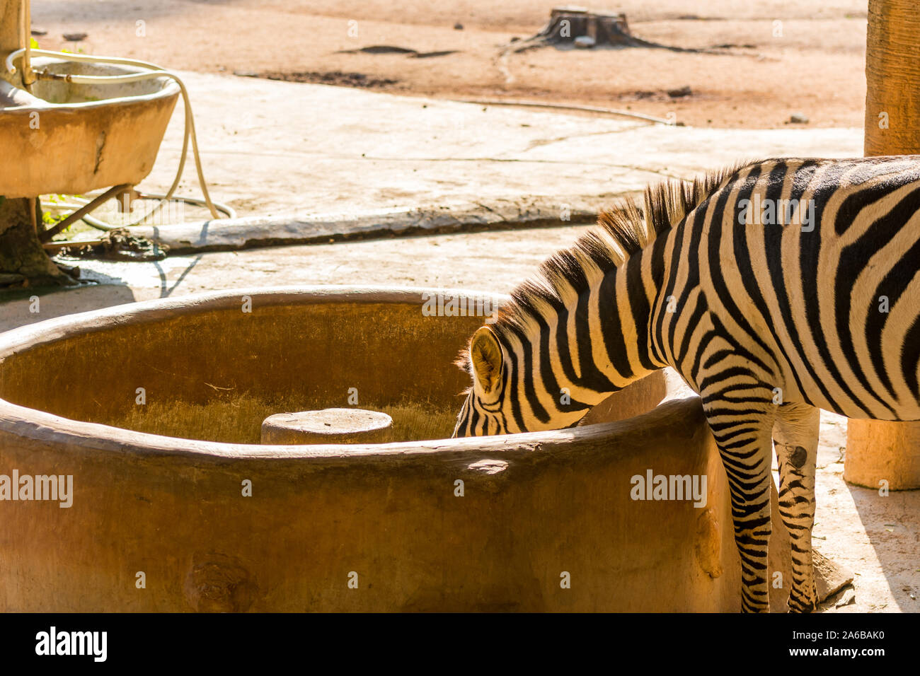 Plains Zebra ( Equus quagga) eating food in a stone feed trough in a