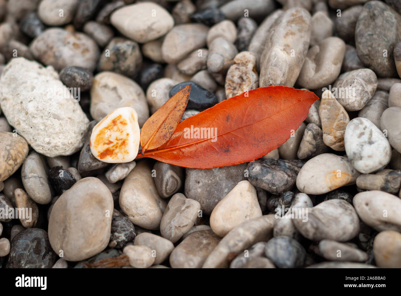 Orange leaves, found among the stones of the beach, in autumn Stock Photo