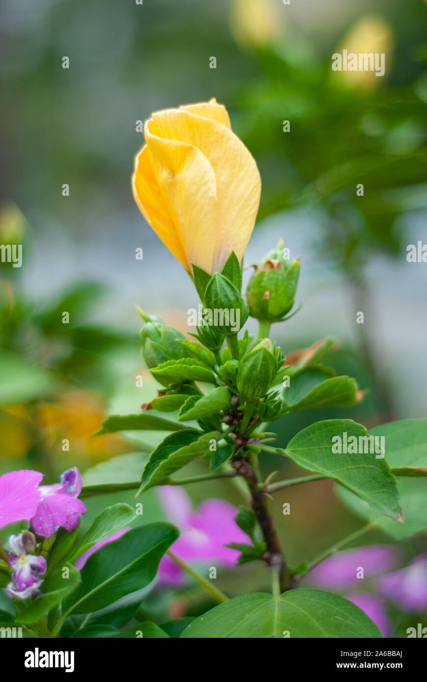 Yellow Potentilla flower, among the blurred background, not yet fully bloomed Stock Photo