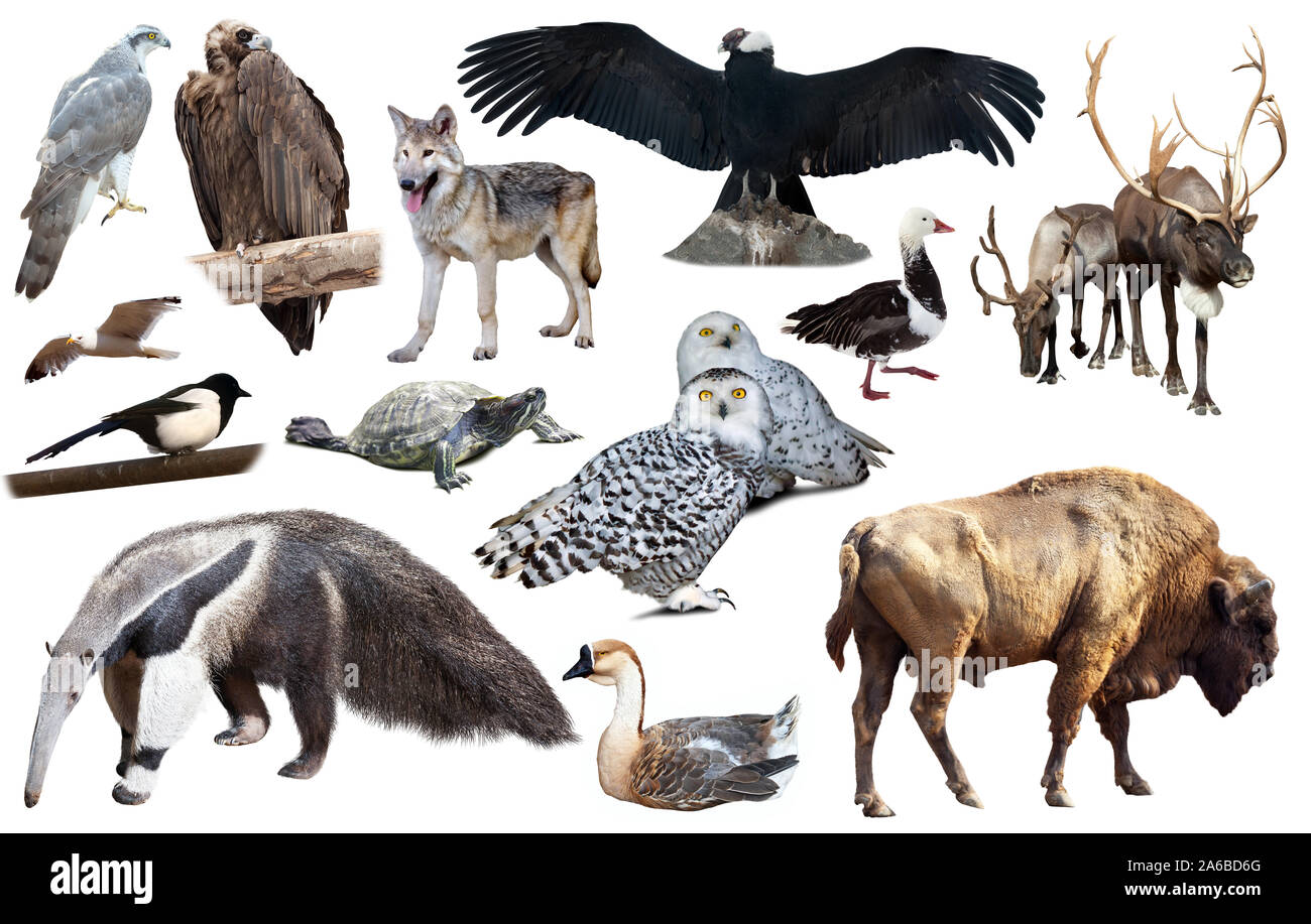 collection of different birds and mammals from north america isolated on white background Stock Photo - Alamy collection of different birds and mammals from north america isolated on white background Stock Photo - Alamy