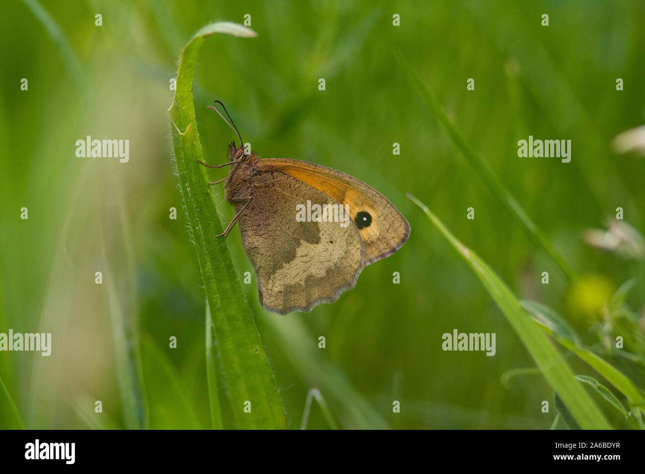 Meadow Brown Butterfly (Maniola jurtina) Stock Photo