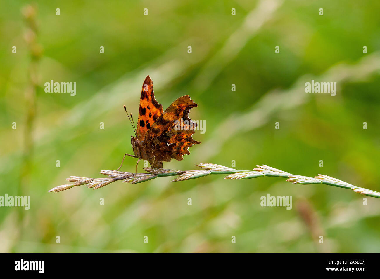 Cooma butterfly on grass Stock Photo
