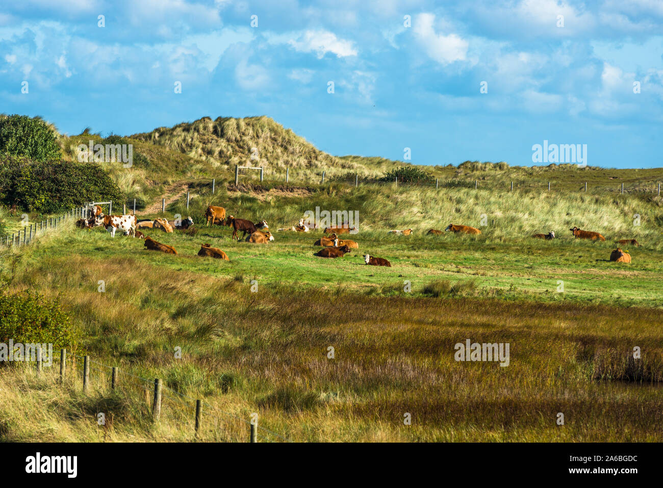 Sand dunes and cattle grazing where Norfolk Coast path National Trail from Burnham Overy Staithe reaches the sea, East Anglia, England, UK. Stock Photo