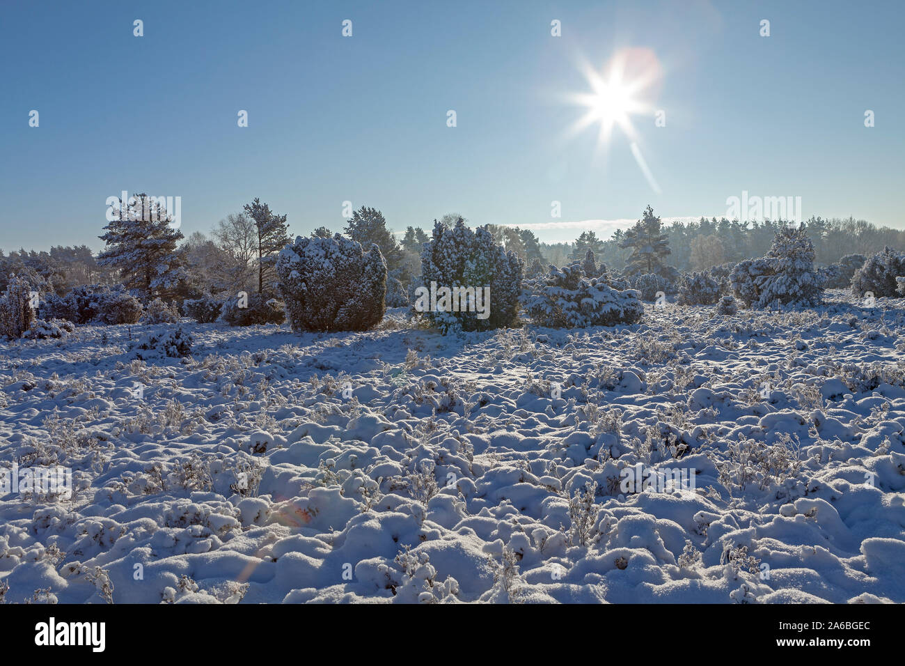 The sun setting above the snow-covered  Lueneburg Heath, Lower Saxony, Germany Stock Photo