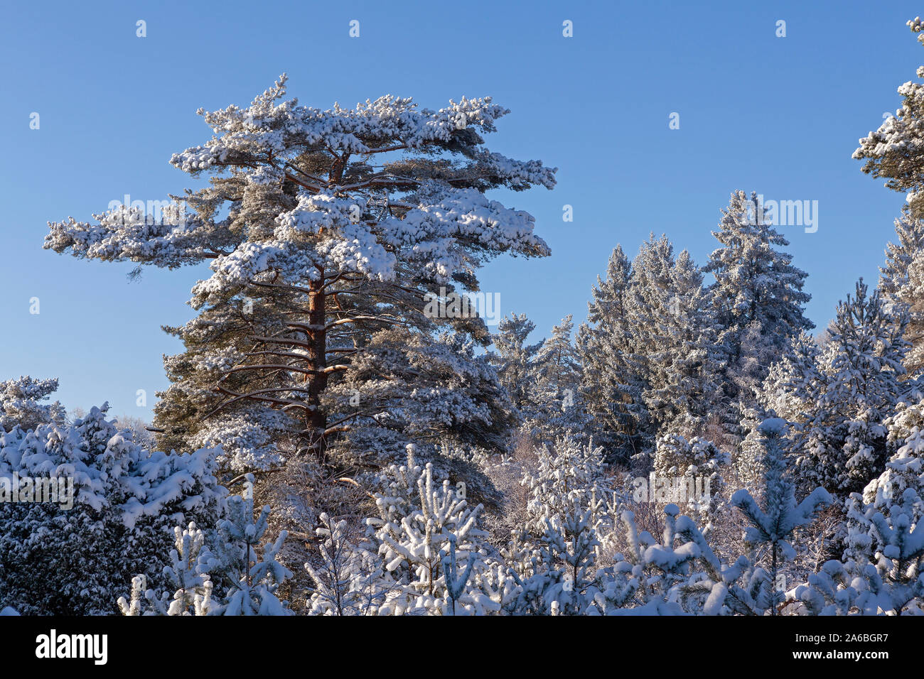 Snow-covered trees at Lueneburg Heath, Lower Saxony, Germany. Stock Photo