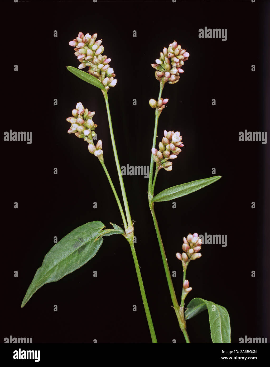 Redshank (Persicaria maculosa) pink flowers from an important annual weed against a black background Stock Photo