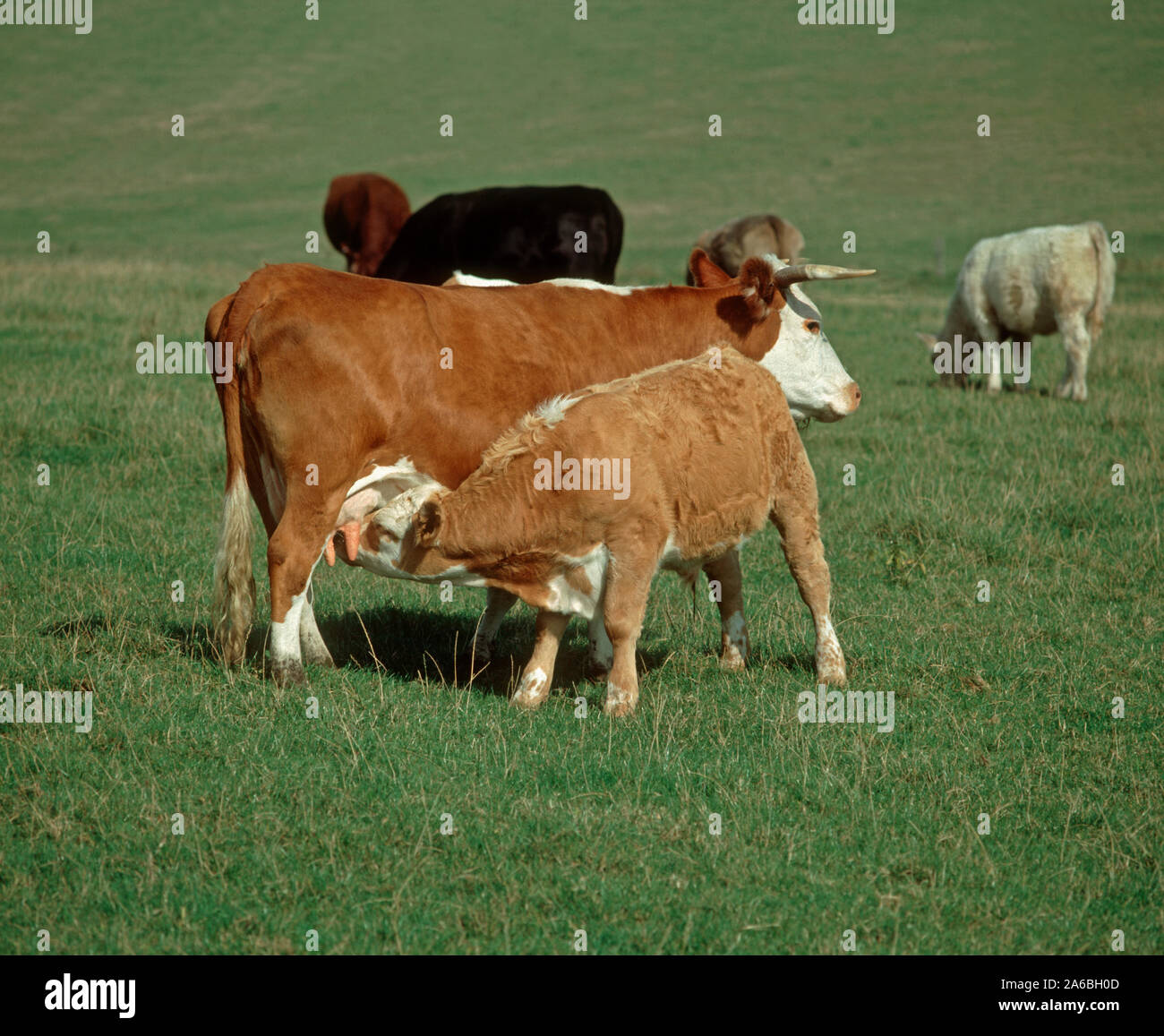 Older calf suckling milk from its mother among cows in a suckler herd grazing on a downland pasture Stock Photo