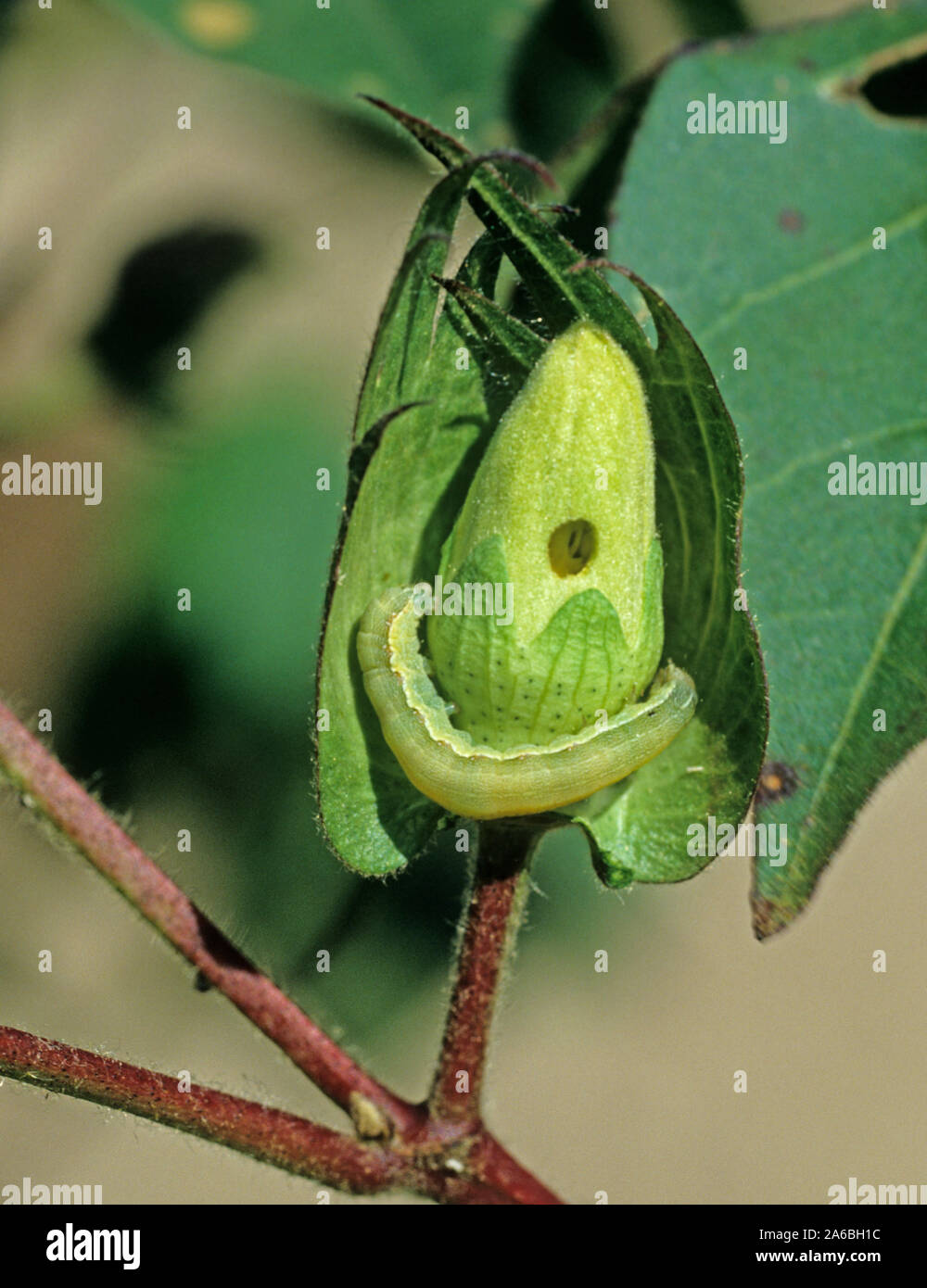 Lesser armyworm (Spodoptera exigua) caterpillar feeding on a cotton flower, bud, Louisiana, USA, October Stock Photo