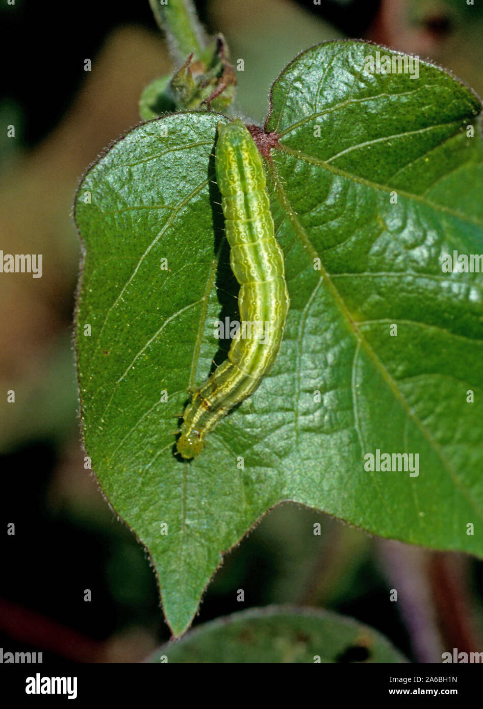Cabbage looper (Trichoplusia ni) green, white striped caterpillar on damaged cotton leaf, Mississipi, USA, October Stock Photo