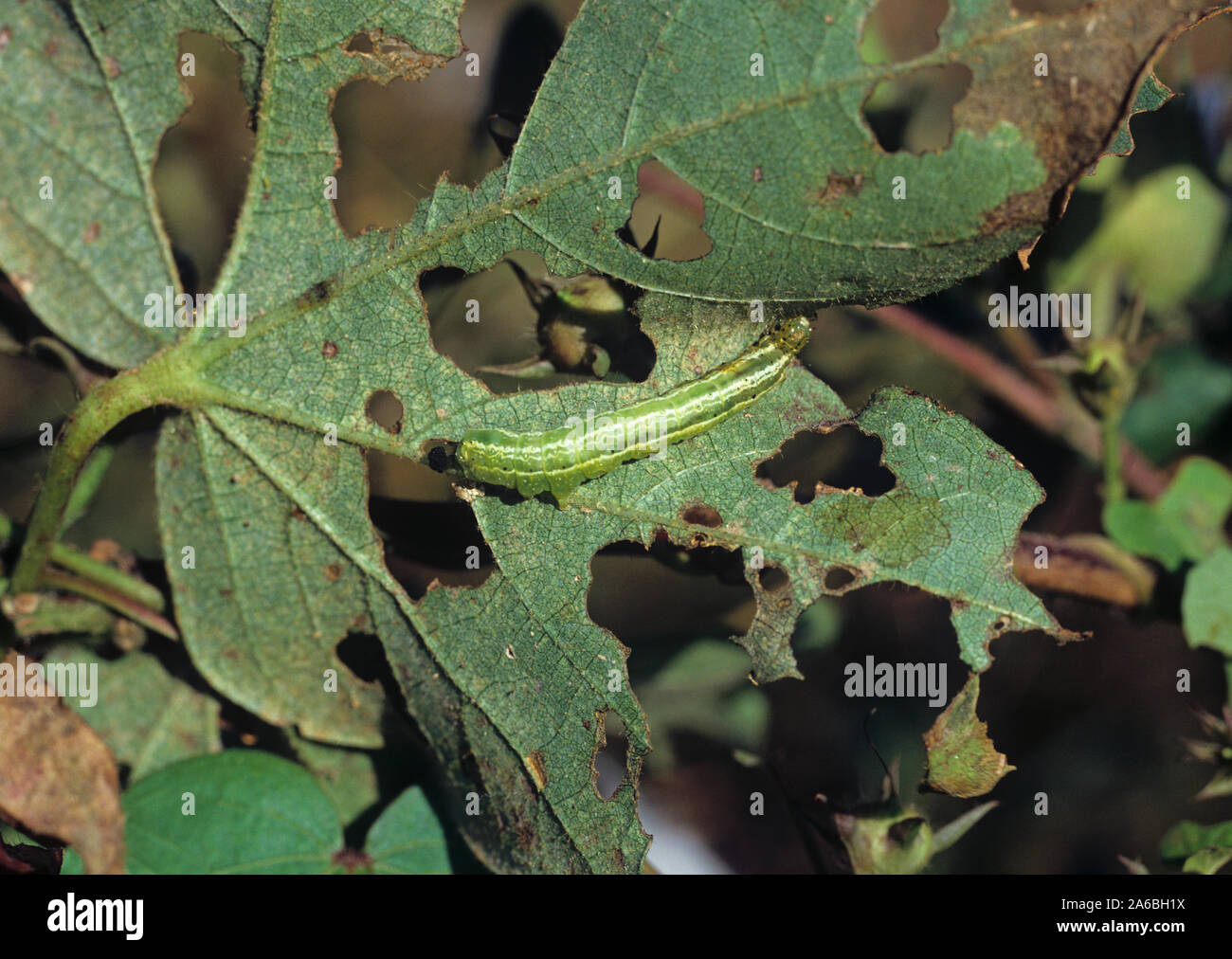 Cabbage looper (Trichoplusia ni) green, white striped caterpillar on damaged cotton leaf, Mississipi, USA, October Stock Photo
