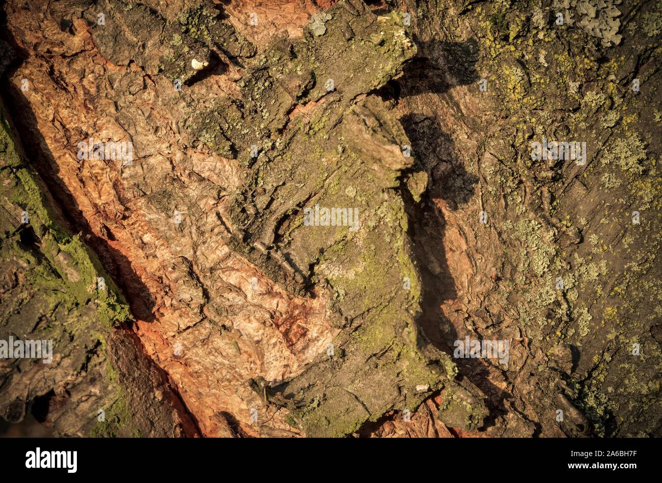Natural forest background. Texture from the bark of a tree illuminated ...