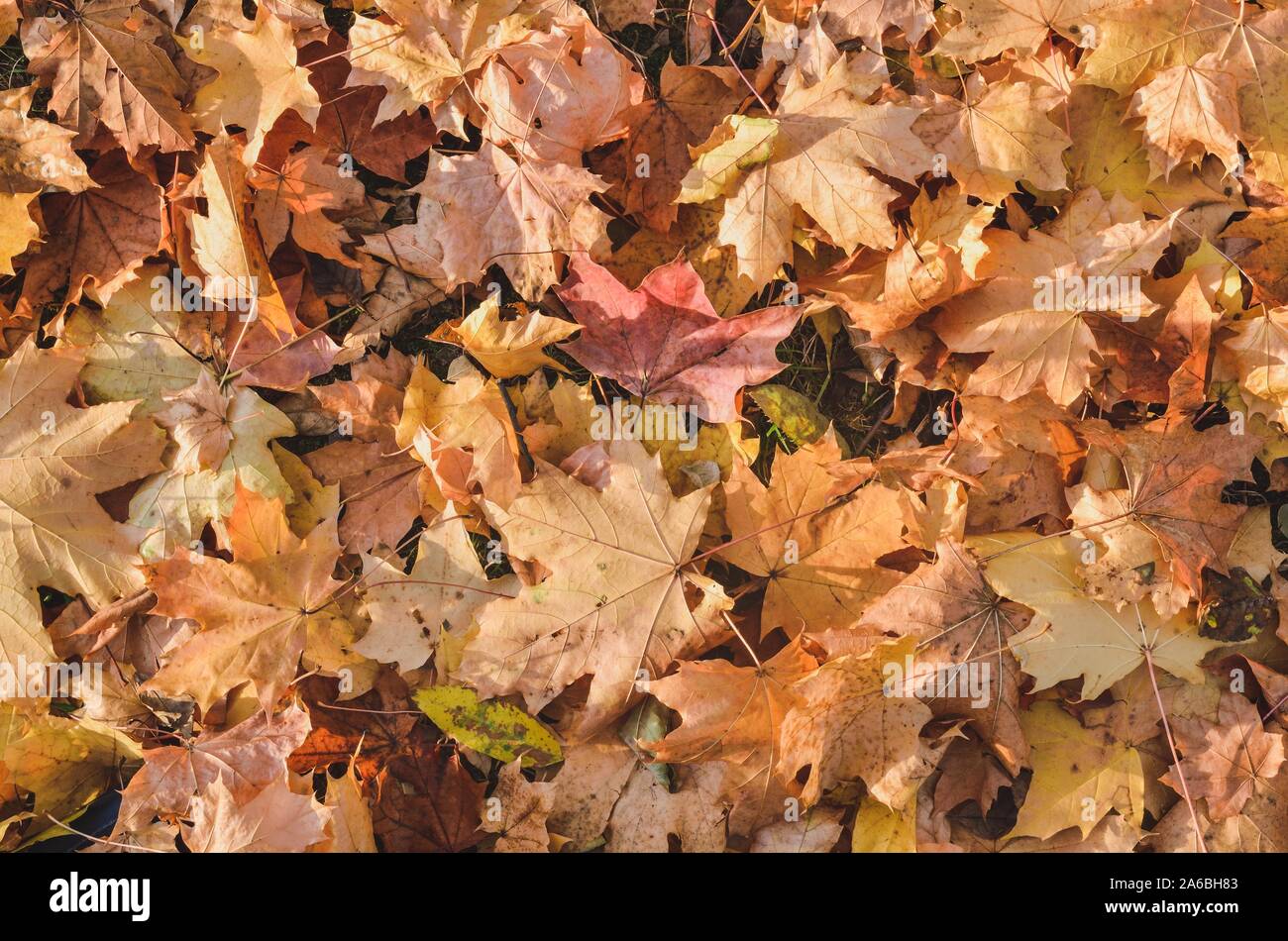 Fall leaves form colorful hi-res stock photography and images - Alamy