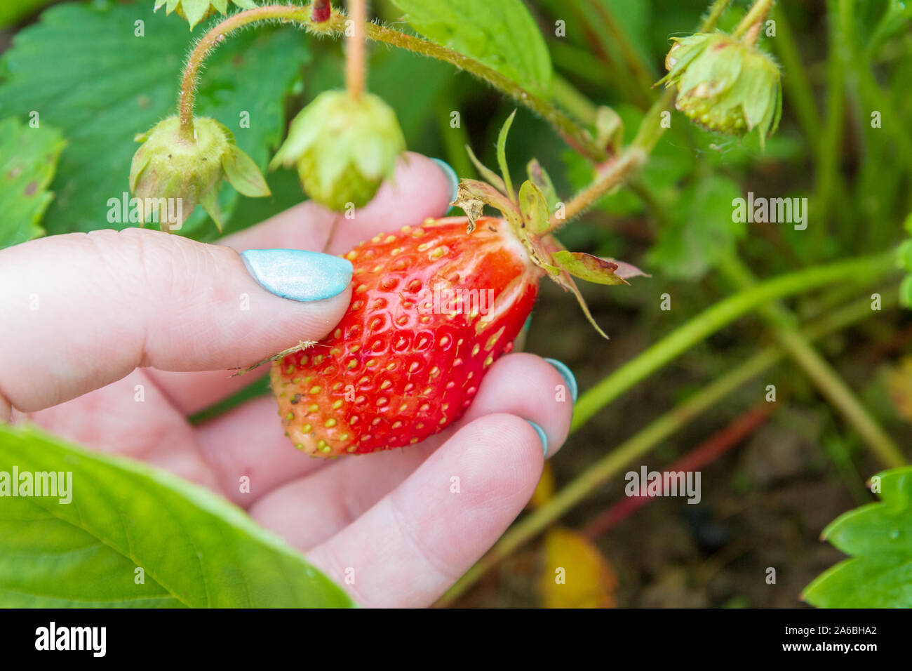 Red ripe strawberries grow in the garden in the summer Stock Photo - Alamy