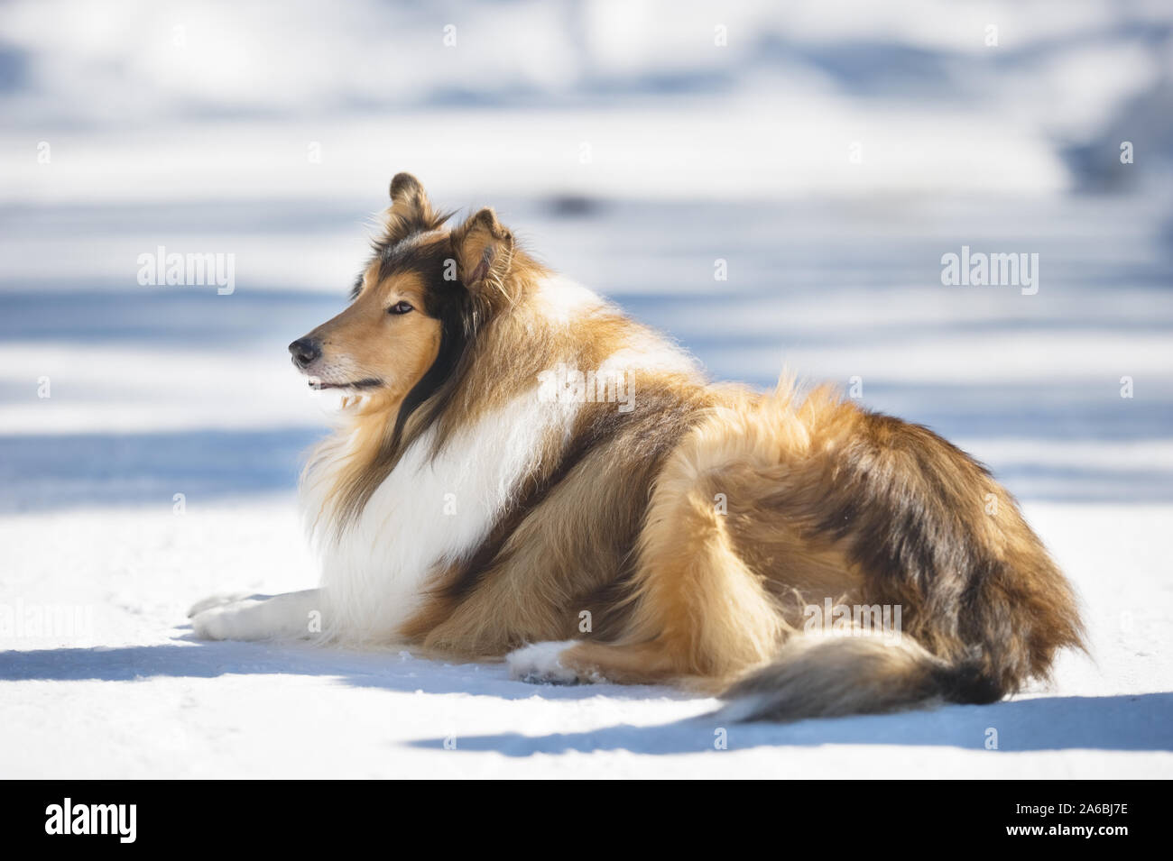 Rough Collie lying down in snow. Stock Photo