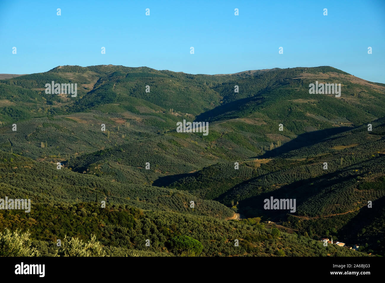 olive groves in gemlik create beautiful images Stock Photo