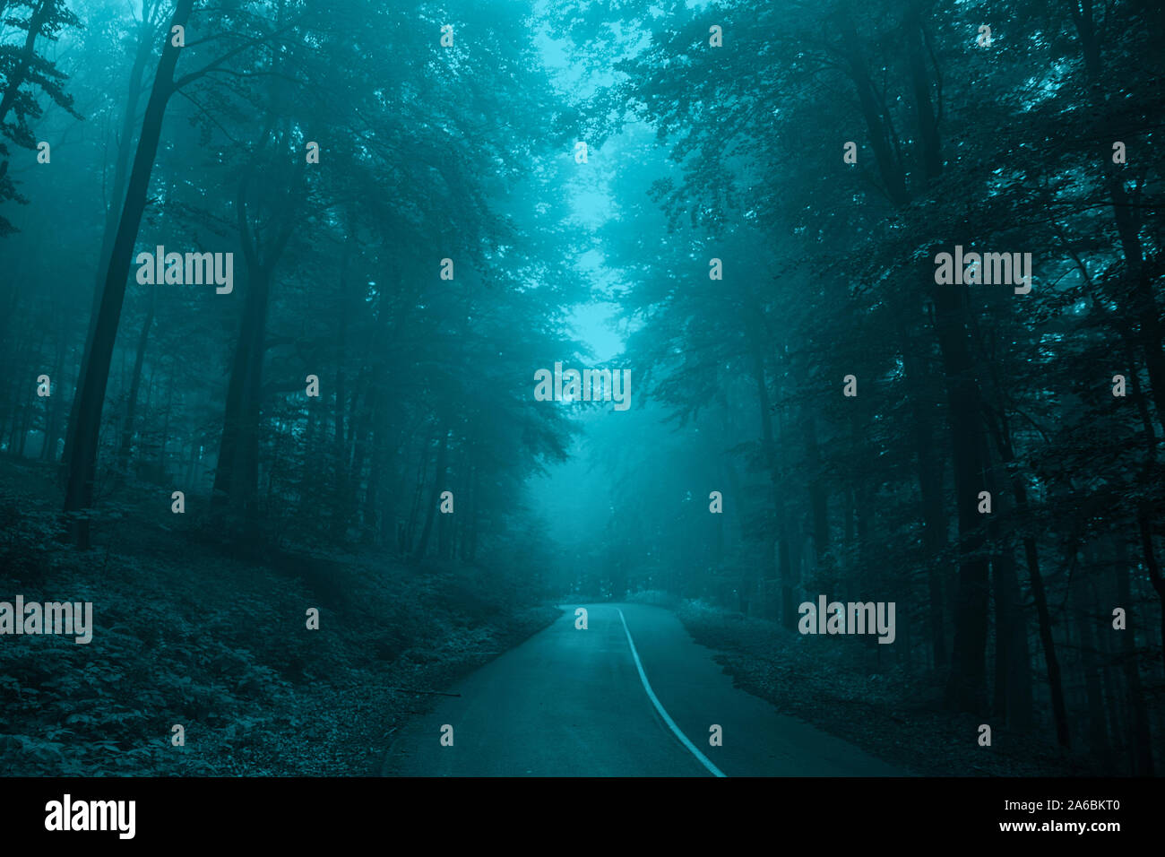 Foggy Road In The Misty Fairytale Dark Forest Scary Halloween Concept