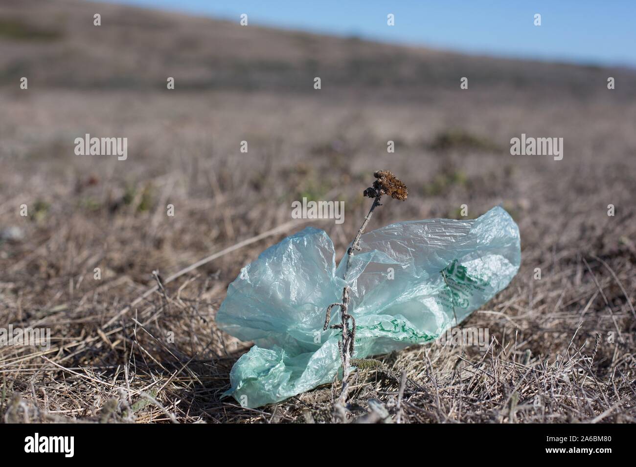 A discarded plastic produce bag wrapped around a dry flower on the coast at Bodega Bay, California. Stock Photo