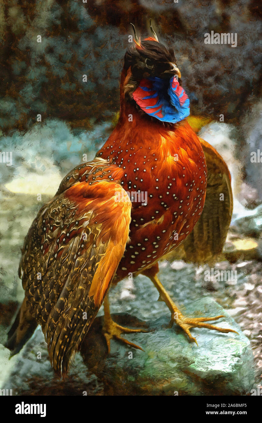Illustrations Satyr tragopan or red Tragopan (lat. Tragopan satyra) - Asian bird pheasant family, illustrations, painting Stock Photo