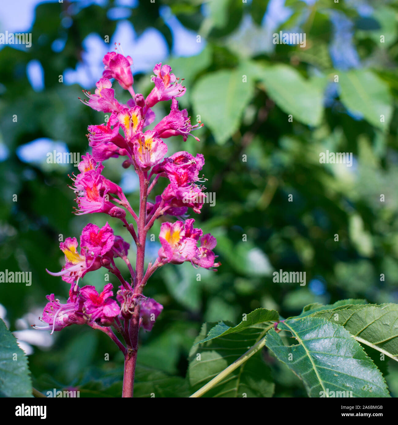 Red horsechestnut tree hi-res stock photography and images - Alamy