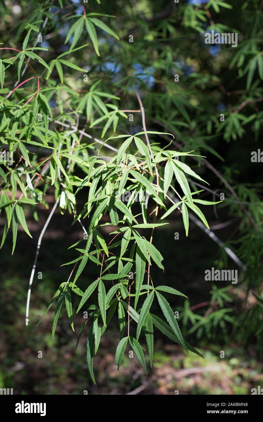 Five lobed leaves hi-res stock photography and images - Alamy