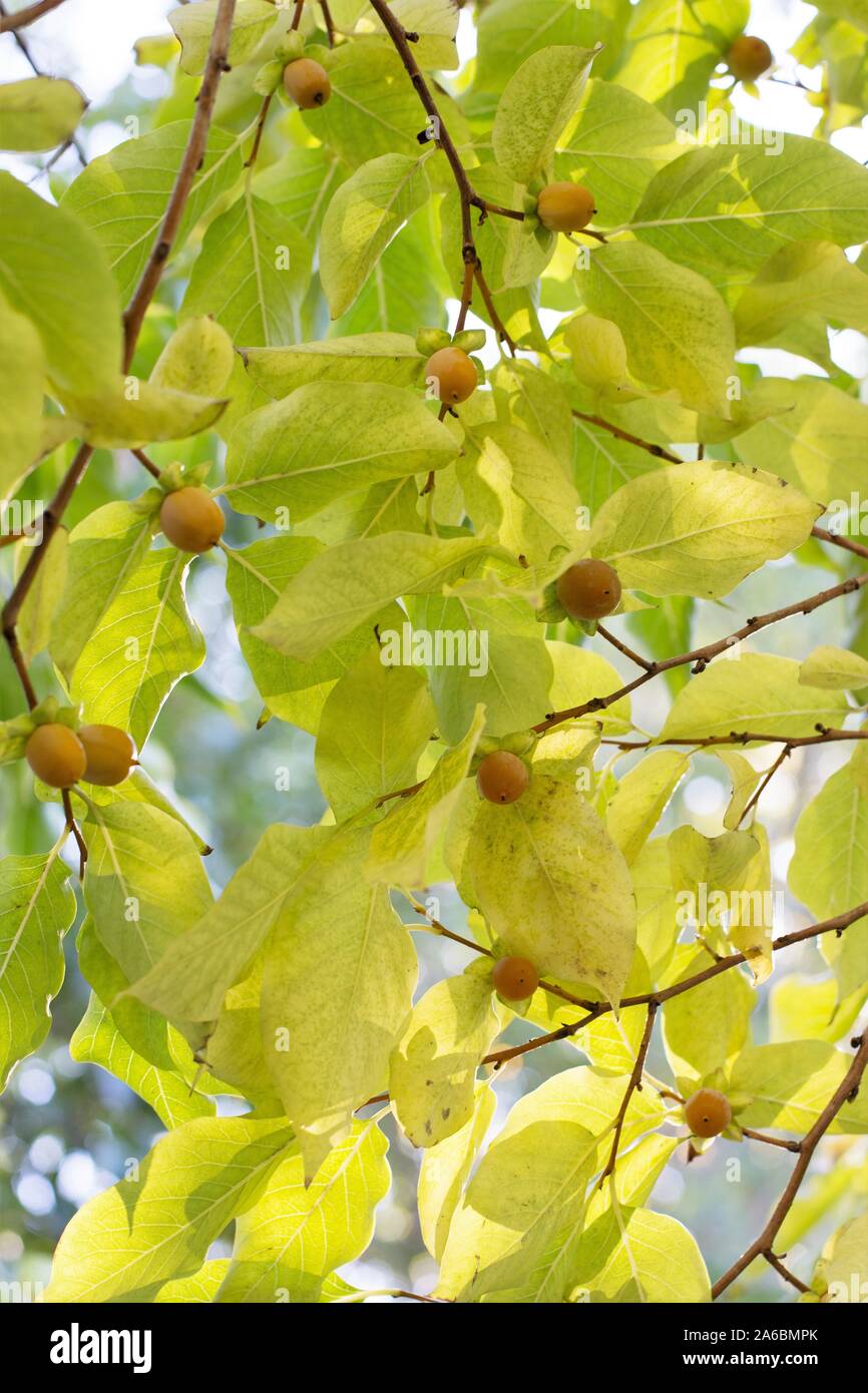 Diospyros lotus - date-plum tree, in autumn. Stock Photo
