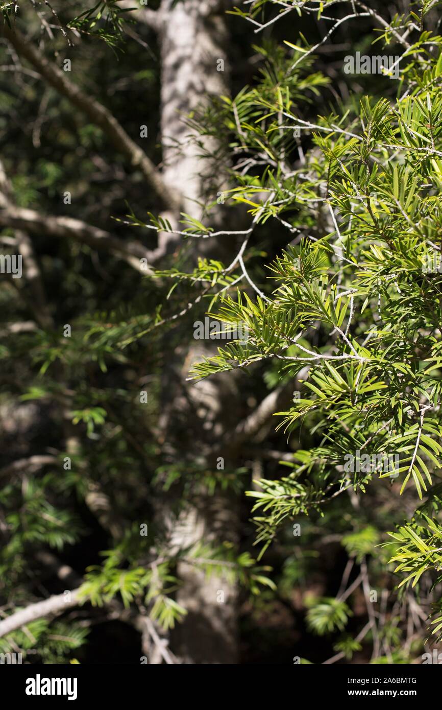 Keteleeria davidiana tree. Stock Photo