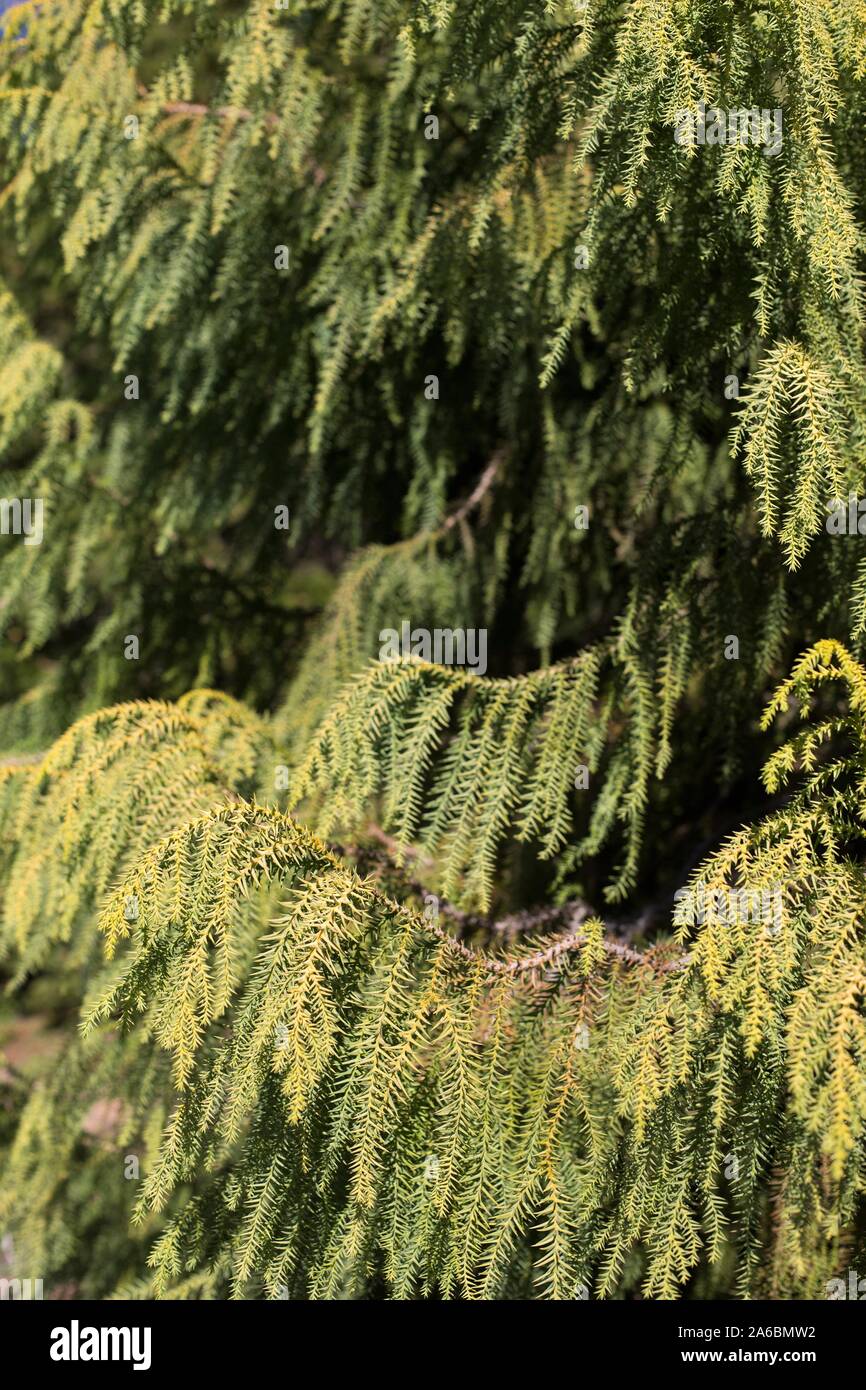 Taiwania cryptomerioides tree, close up. Stock Photo