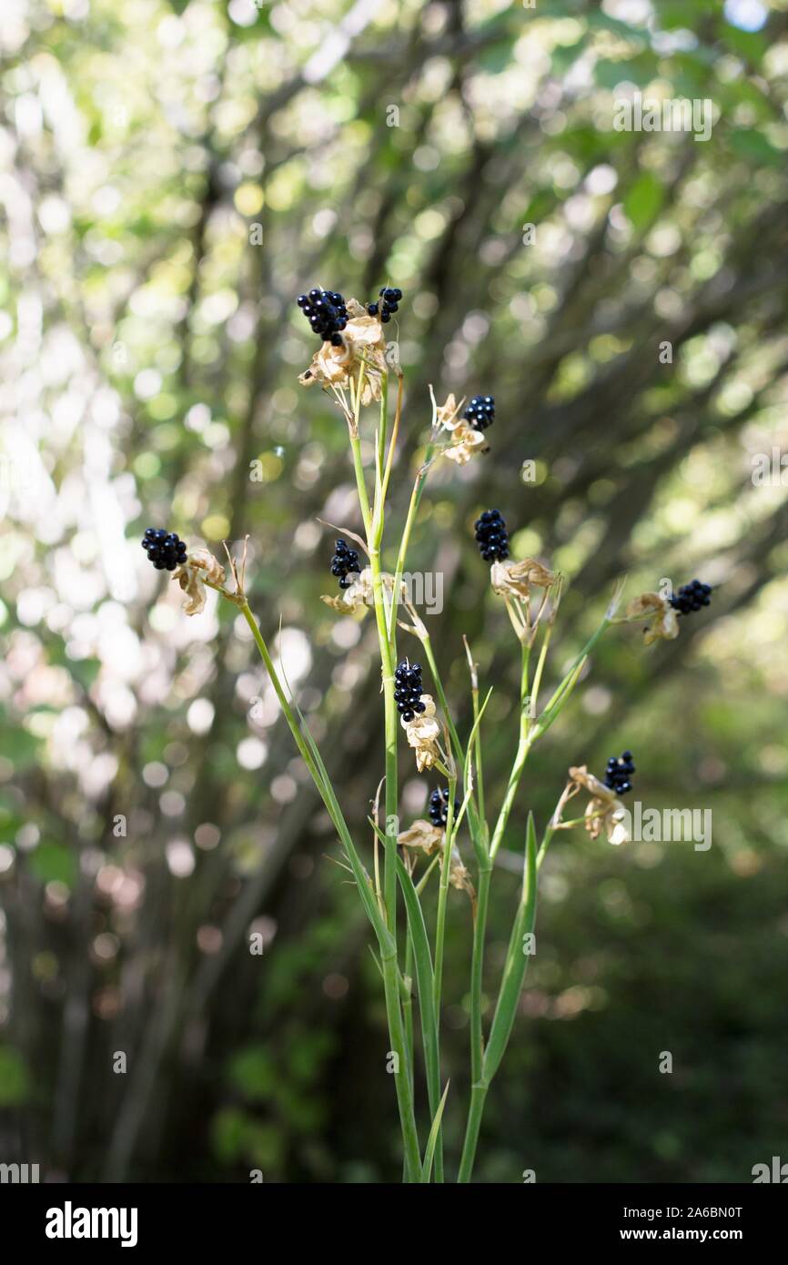 Belamcanda chinensis - blackberry lily. Stock Photo