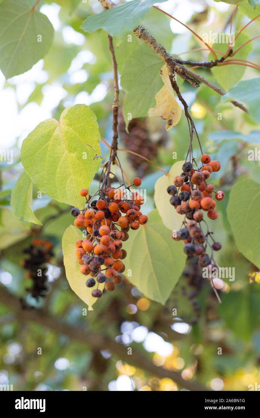 Fruit on a Idesia polycarpa - ligiri tree. Stock Photo