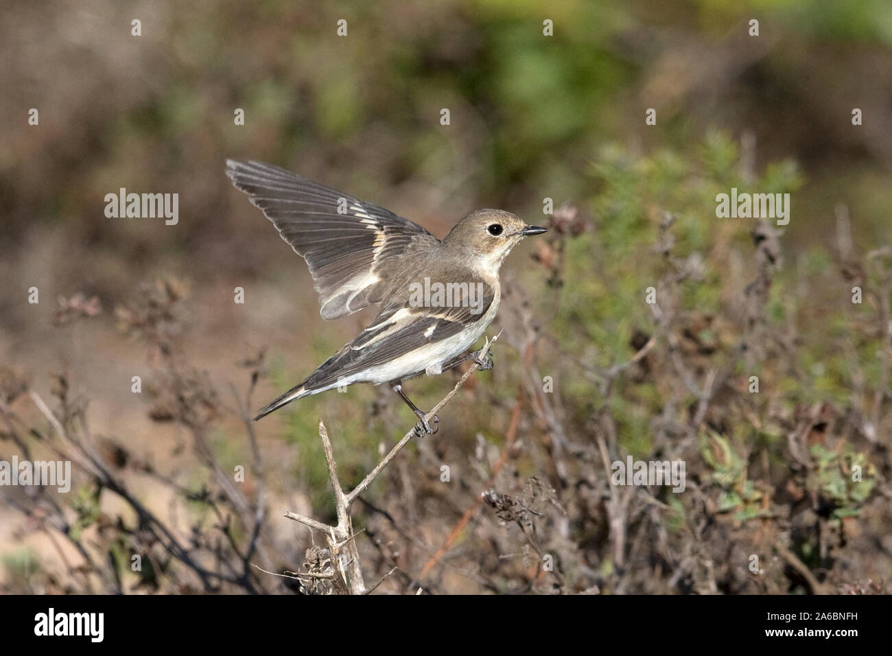 Pied Flycatcher (Ficedula hypoleuca) Stock Photo