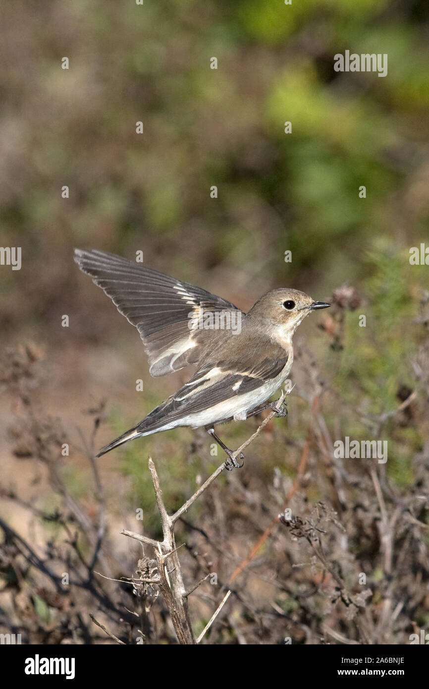 Pied Flycatcher (Ficedula hypoleuca) Stock Photo