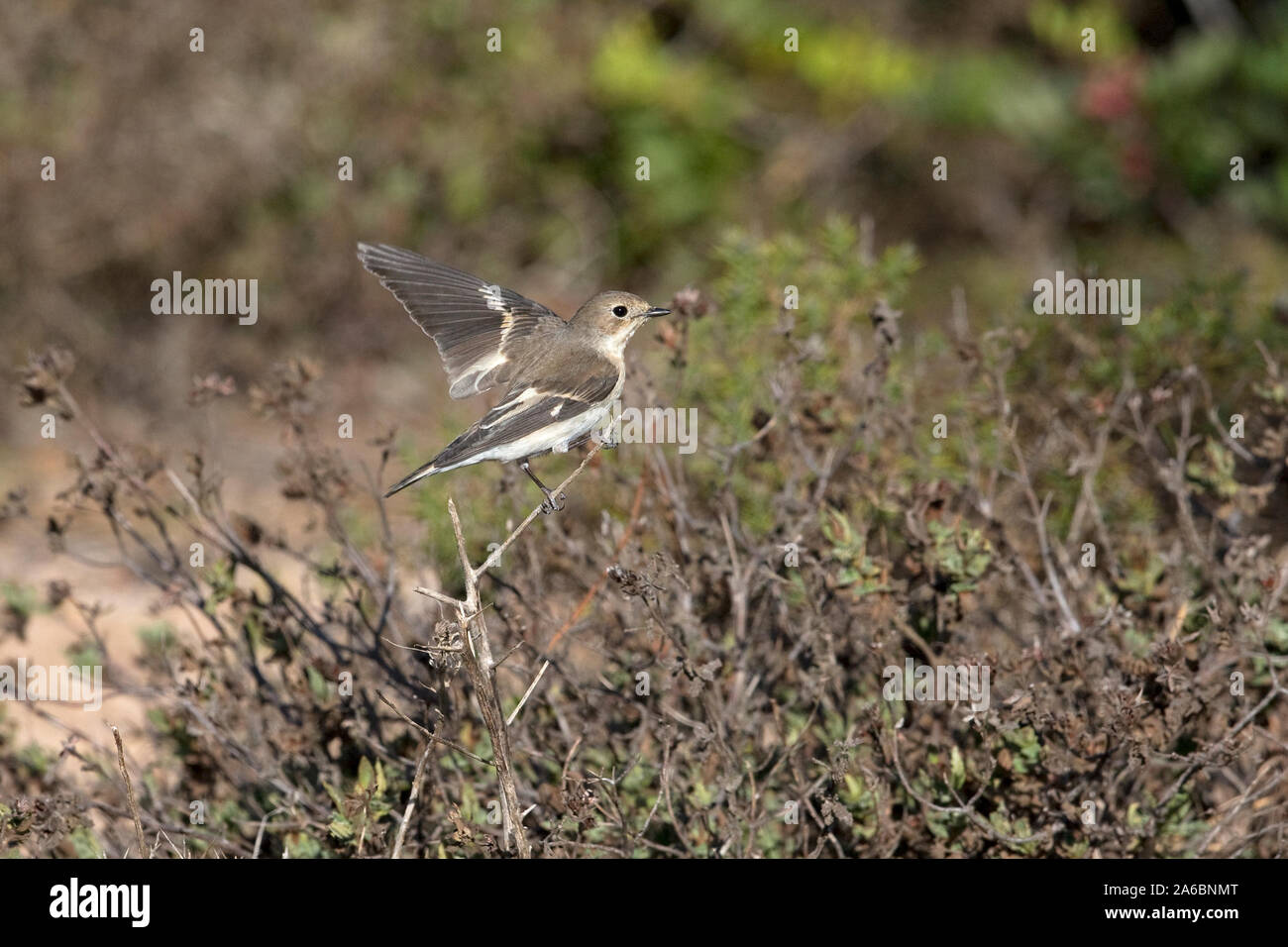 Pied Flycatcher (Ficedula hypoleuca) Stock Photo