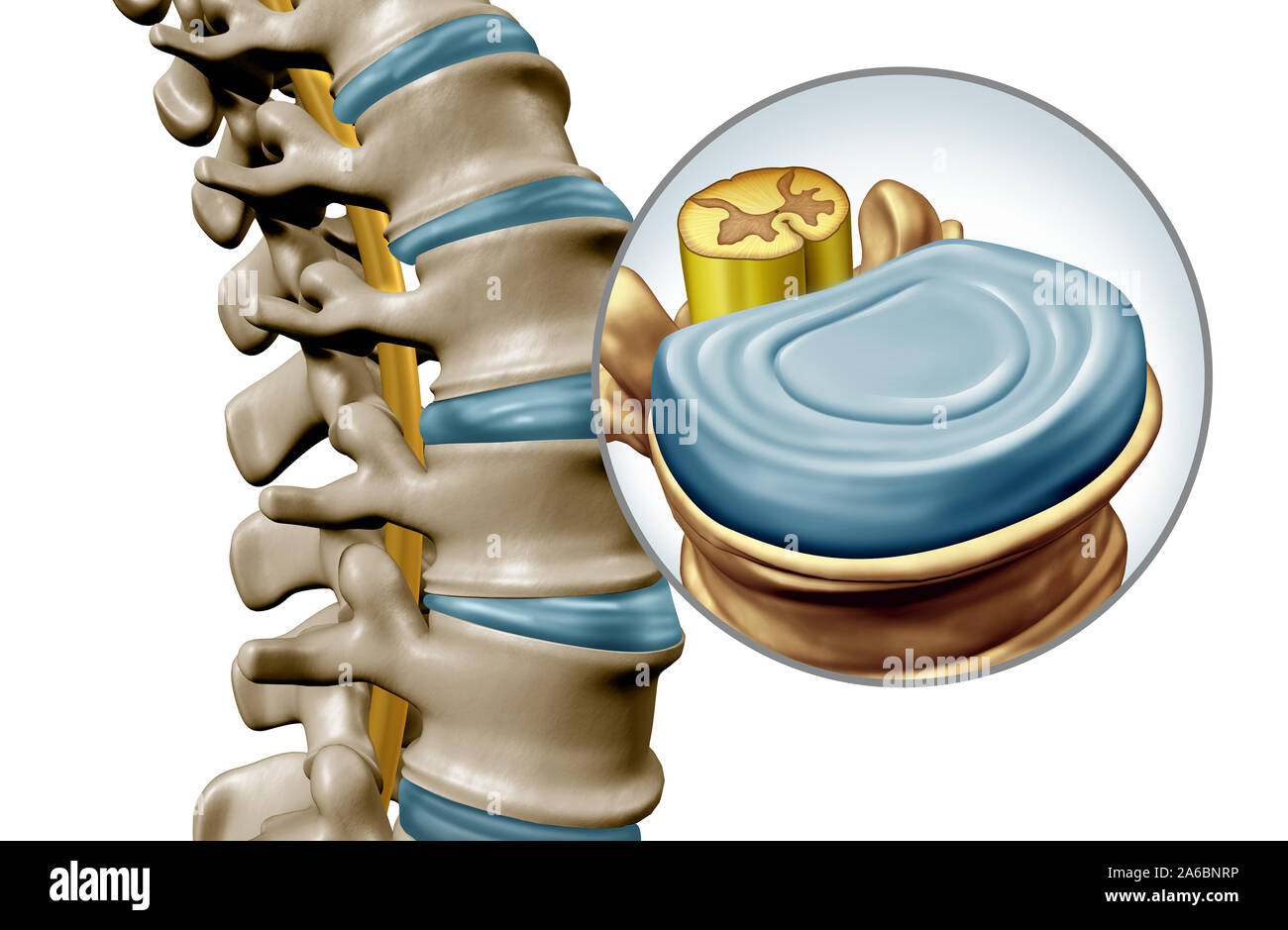 Lumbar spine disk anatomy segment medical concept as a close up of the human back skeleton as a vertebral magnification with a spinal cord and disk. Stock Photo